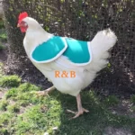 CHICKEN SADDLE green 2