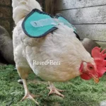 Chicken Saddle FLEECE Lined sample 4