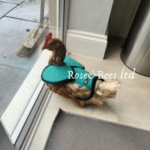 saddle review 3