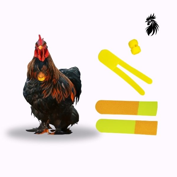 ROOSTER CROW Neck BAND | Cockerel Collar | Anti Noise Rooster Aid