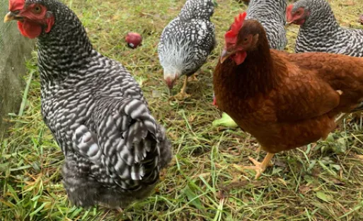 Screenshot_2023-07-18_at_4.27.51_PM_480x480