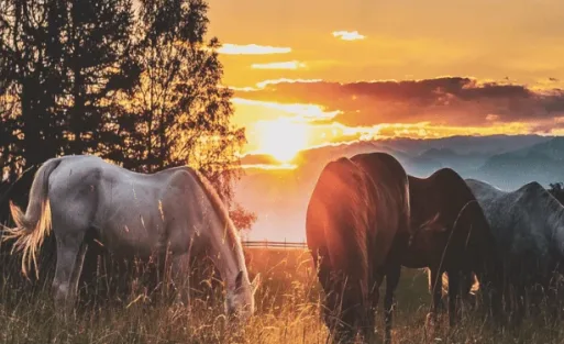Tail-Cover-Bags-for-Horses